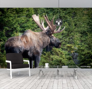 Picture of Alaska Moose